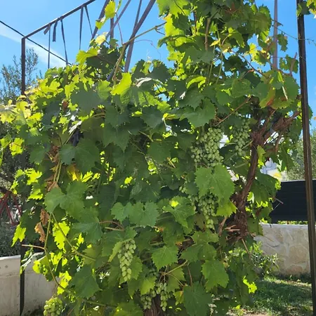 Elita * Brodarica (Sibenik-Knin)