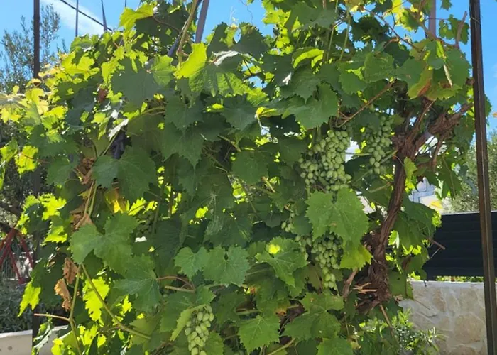 Elita * Brodarica (Sibenik-Knin)